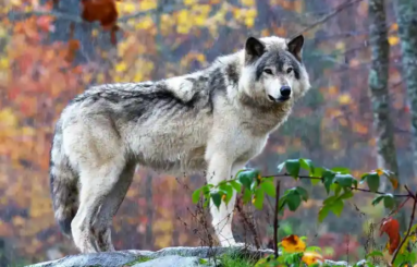 status ochrony wilka