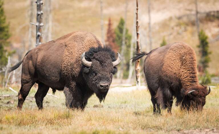 wprowadzenie wilków do Parku Narodowego Yellowstone