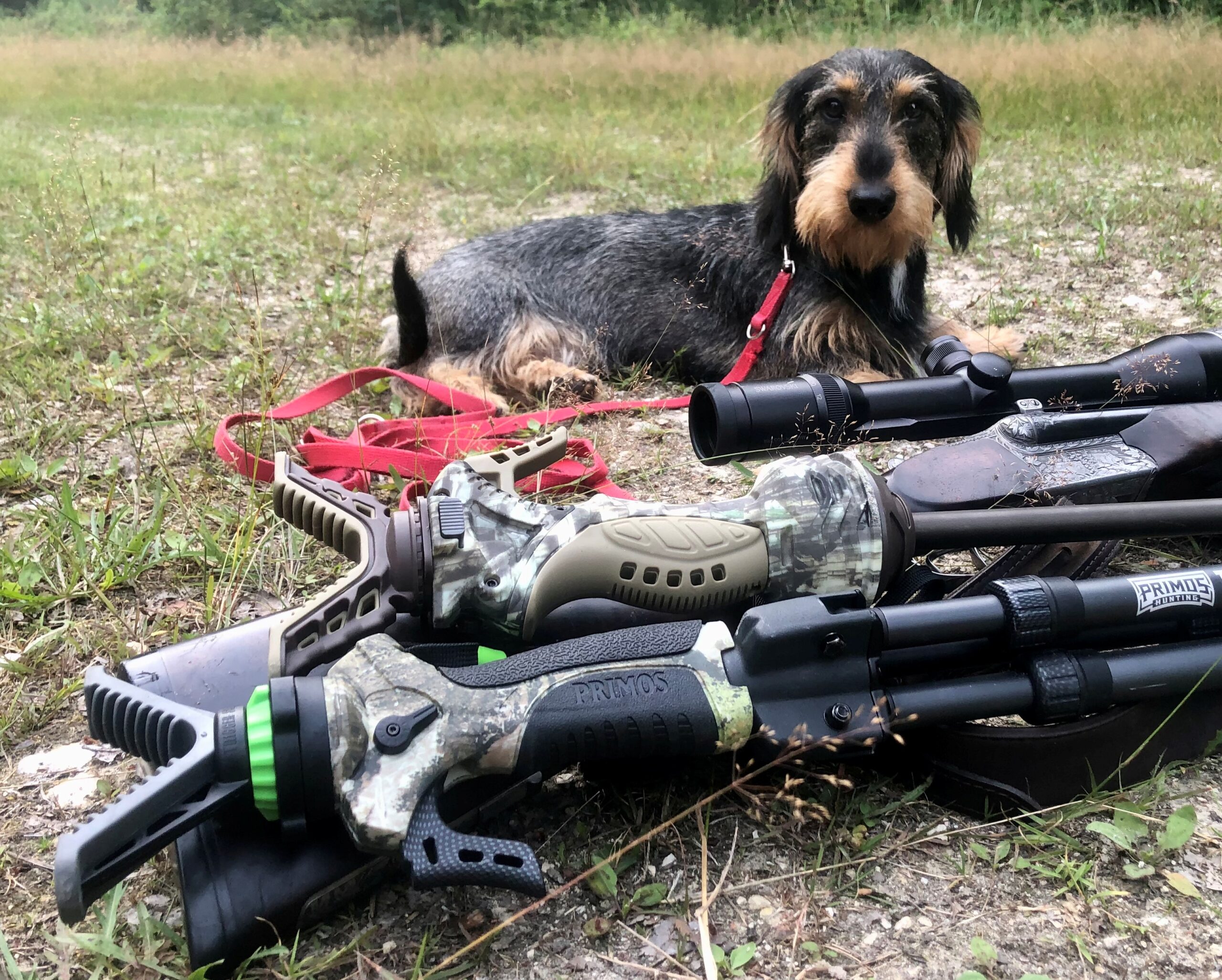 pastorał Primos polowanie