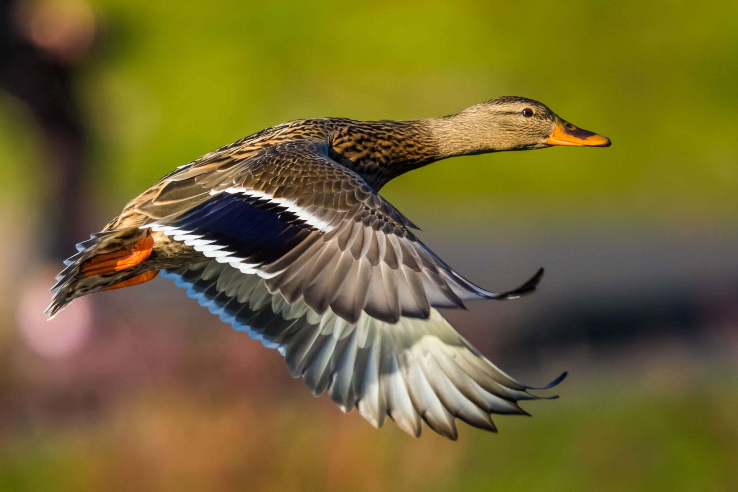 Beautiful,Hen,Mallard,Flies,Past,A,Green,Background