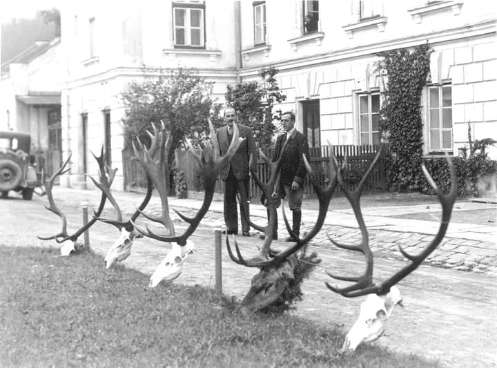 Polowanie na jelenie w czasie rykowiska 