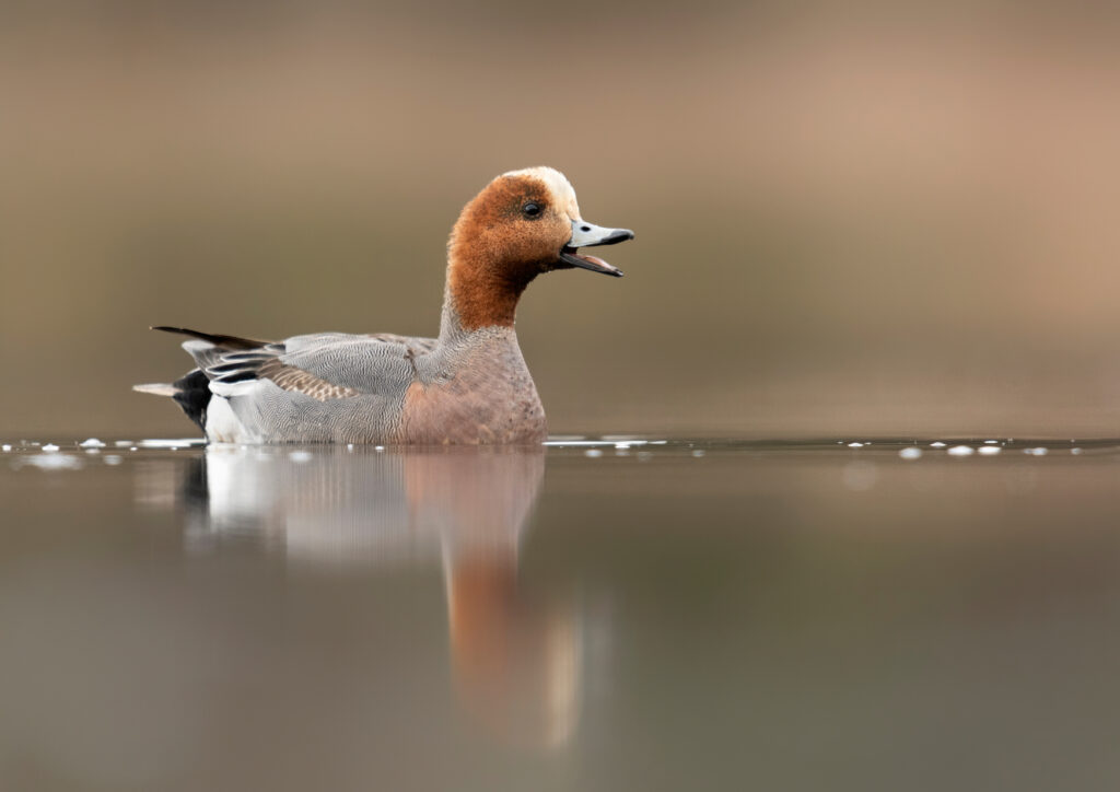 Naturalna śmiertelność ptaków 