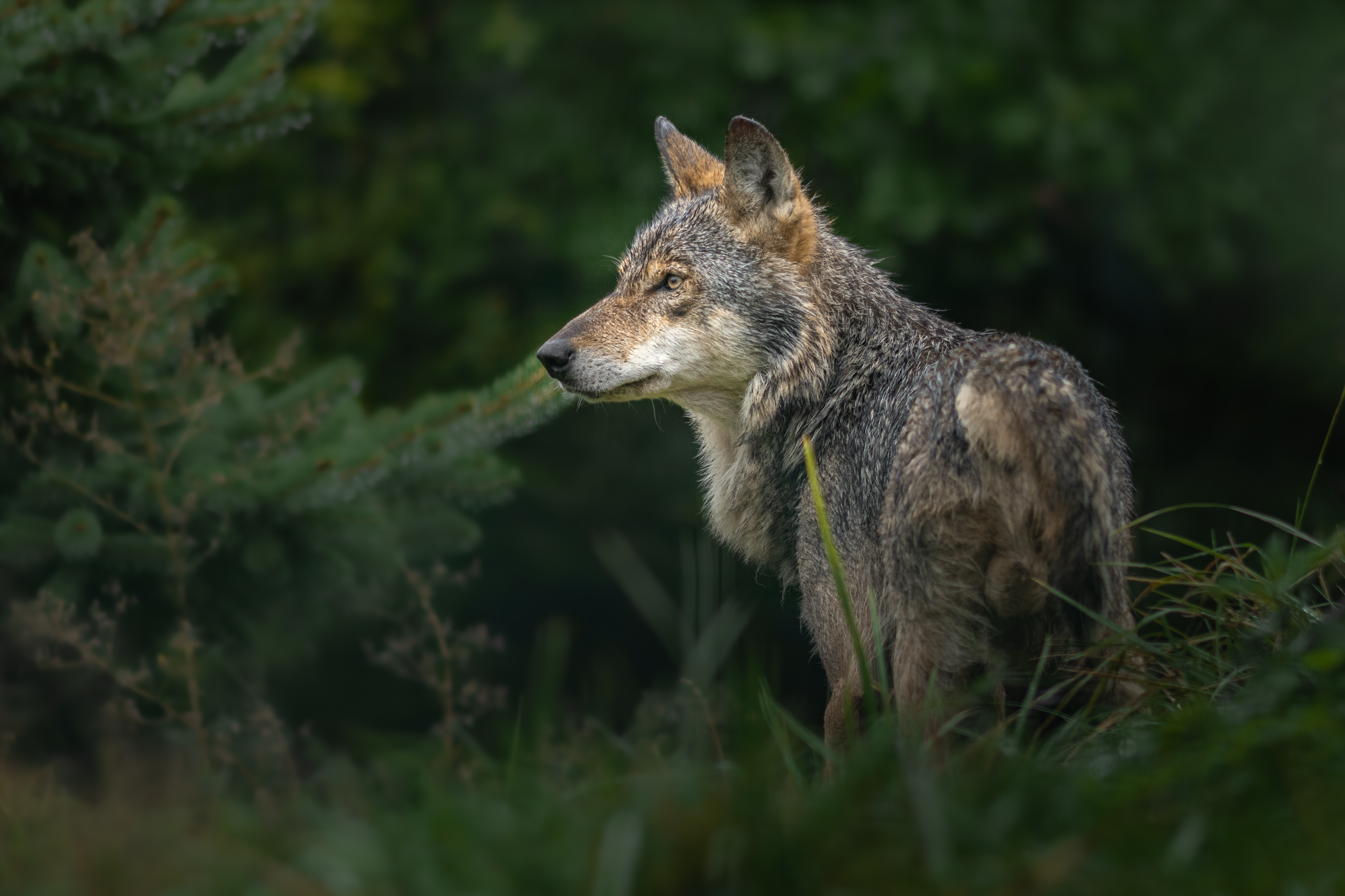 Czarne chmury nad wilkiem