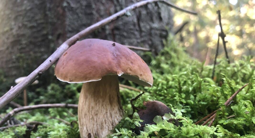 Myśliwska zupa grzybowa