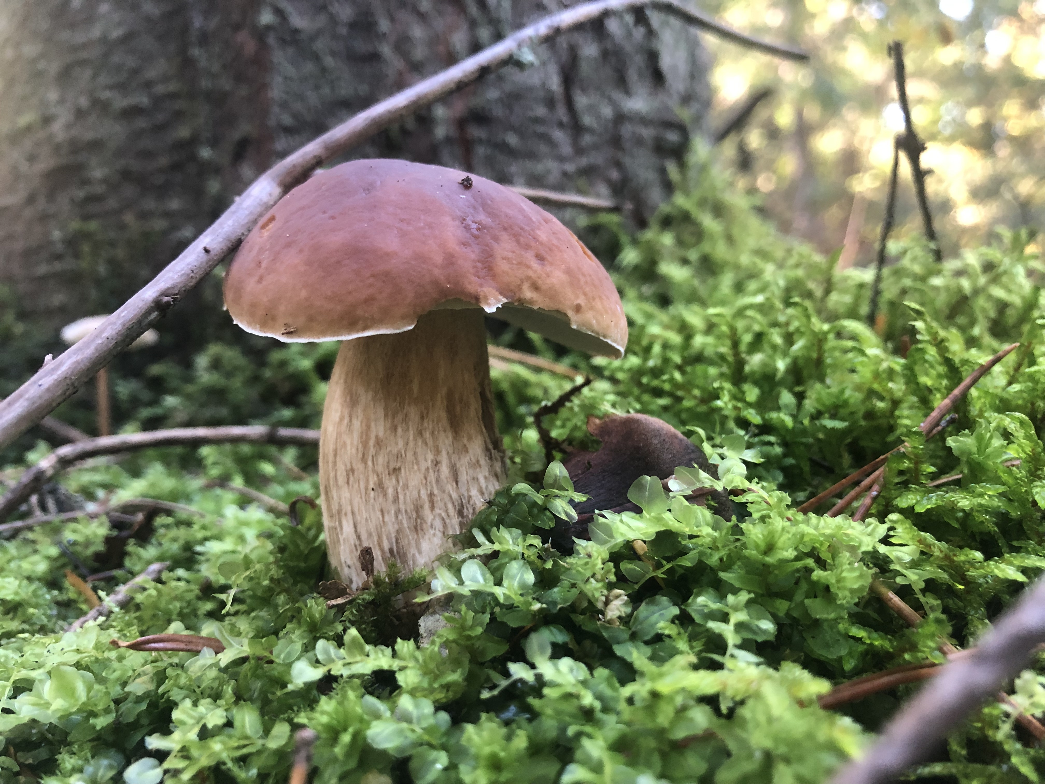 Myśliwska zupa grzybowa